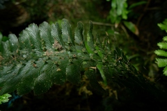 Trichomanes atrovirens