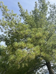 Pinus virginiana