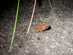 Anaxyrus fowleri