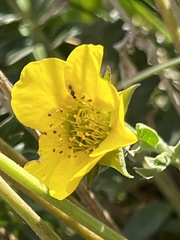 Geum rossii