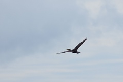 Nannopterum brasilianum