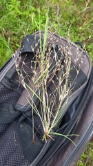 Juncus bufonius