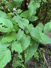 Eurybia divaricata