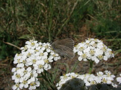 Satyrium semiluna