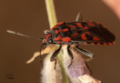 Spilostethus saxatilis