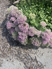 Hylotelephium spectabile