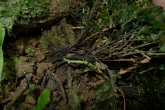 Trichomanes atrovirens