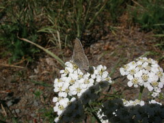 Satyrium semiluna