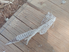 Elgaria multicarinata