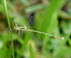 Lestes barbarus