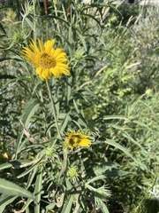 Helianthus maximiliani