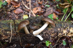 Melanoleuca