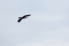 Nannopterum brasilianum