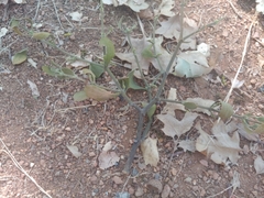 Phoradendron villosum