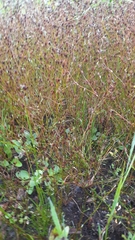 Juncus bufonius