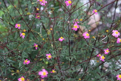 Bidens aequisquama