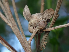 Cynipoidea