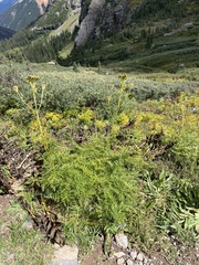 Ligusticum porteri