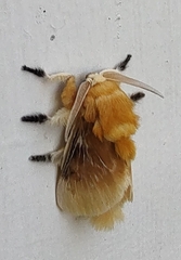 Megalopyge opercularis