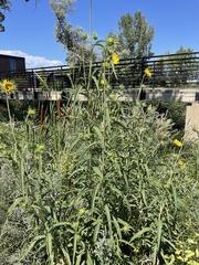 Helianthus maximiliani