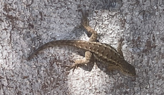 Sceloporus occidentalis bocourtii