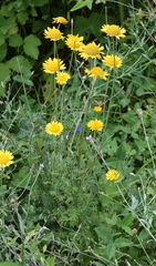 Xeranthemum cylindraceum
