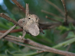 Cynipoidea