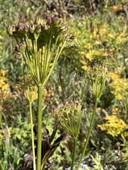 Ligusticum porteri