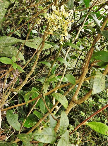Epidendrum decurviflorum Schltr. 2