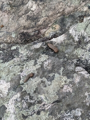 Megapallifera mutabilis