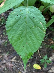 Stigmella villosella