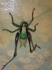Eupholidoptera schmidti