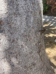 Sceloporus occidentalis bocourtii