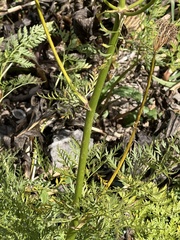 Ligusticum porteri