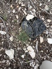 Bouteloua trifida
