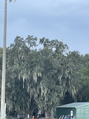 Tillandsia usneoides