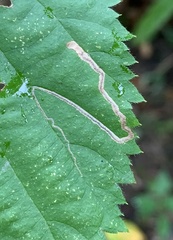 Stigmella villosella