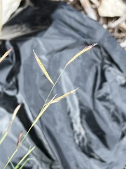 Bouteloua trifida