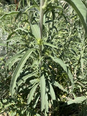 Helianthus maximiliani