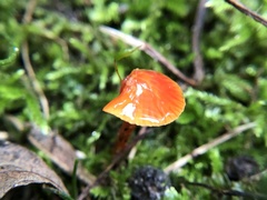 Gliophorus psittacinus