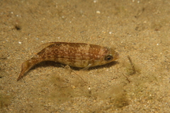 Spondyliosoma cantharus