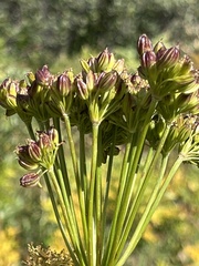 Ligusticum porteri