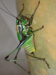 Eupholidoptera schmidti