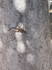 Sceloporus occidentalis bocourtii