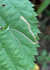 Stigmella villosella