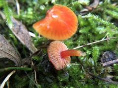 Gliophorus psittacinus