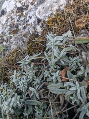 Cerastium biebersteinii