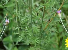 Xeranthemum cylindraceum