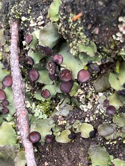 Peltigera venosa
