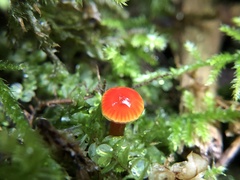 Gliophorus psittacinus